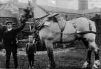 Greatgranddad's horse